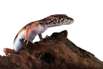 Eublepharis macularius wild type female closeup on isolated background, Leopard gecko 