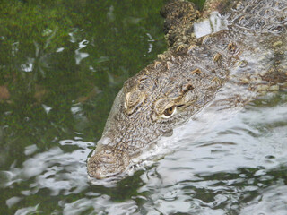 Krokodyl niebezpieczny gad z Afryki © Maciej