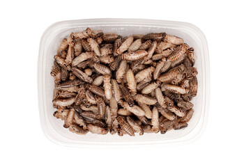 Food for birds and reptiles. Domestic cricket, banana in a jar, top view isolated on a white background