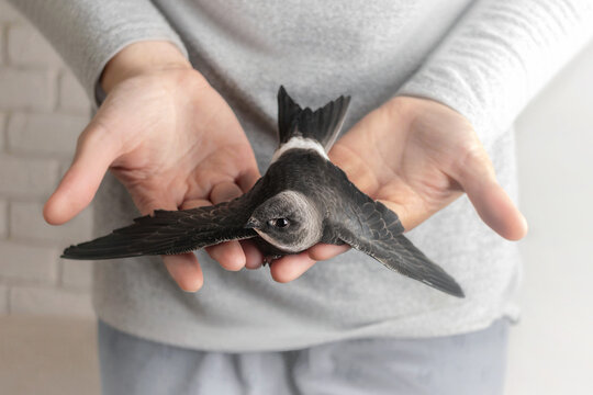 White-belted swift bird sits on a woman's hands close up