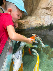 Child feeding colorful koi fish in aquarium pond