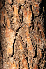 Close-up of the rough bark of an old pine tree, showcasing natural textures and the timeless beauty of nature.