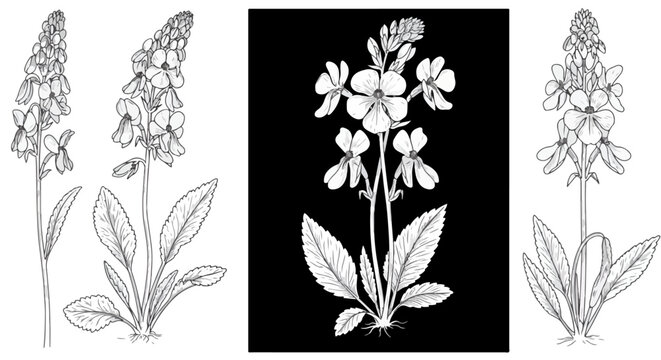 Elegant primrose botanical line art design for creative projects, perfect for invitations and vintage designs