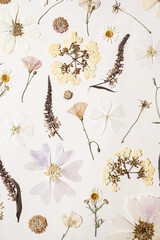 Fototapeta na wymiar Flat lay of various dried flower pressed on white paper.