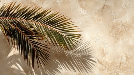 Palm frond casts shadows on beige wall