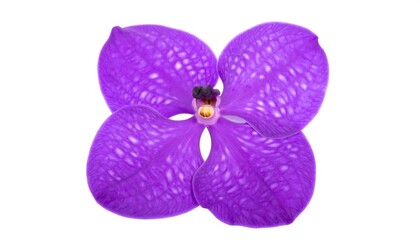 Fototapeta premium Close-up of vibrant purple orchid