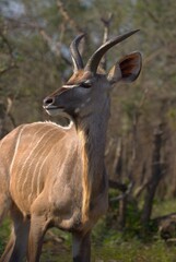 deer in the wild