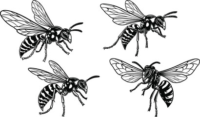 Bee and wasp illustrations, flying insect anatomy, segmented body, transparent wings, entomology vector set, black and white drawing, nature study © Bappi Creatives