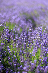 Lavender1