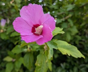 Vista de cerca de flor de Rosa de Sharon (Hibiscus syriacus).