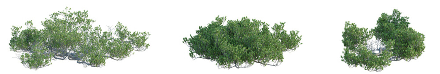 Obraz premium Pemphis acidula Tree plan isolate on white background