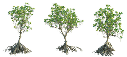 Fototapeta premium Ceriops tagal Tree cutout transparent background