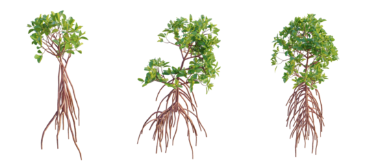 Rhizophora mangle Tree cutout isolate on white background