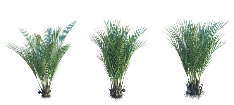 Nypa fruticans Tree cutout isolate on white background