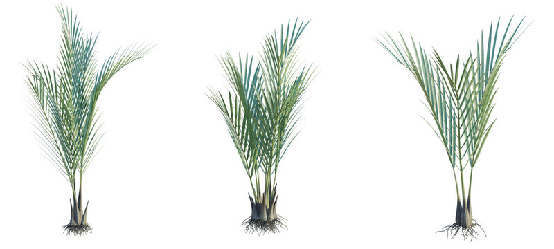 Nypa fruticans Tree cutout transparent background