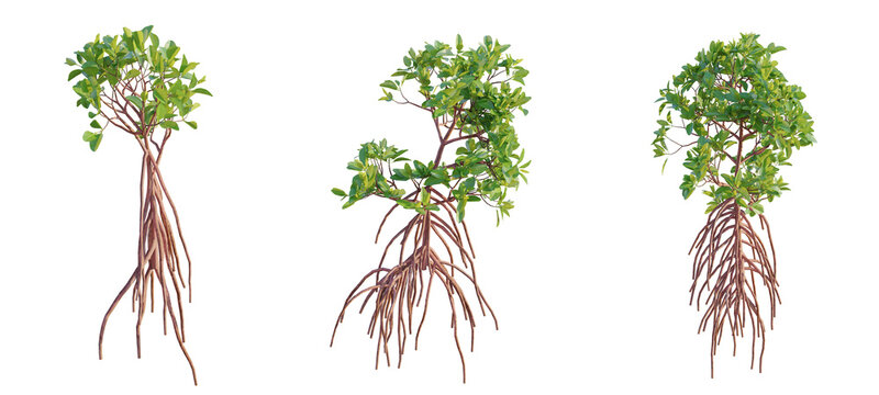 Rhizophora mangle Tree cutout isolate on white background