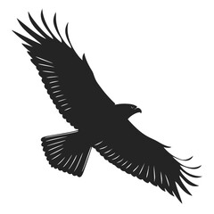 Obraz premium Hawk with spread wings silhouette