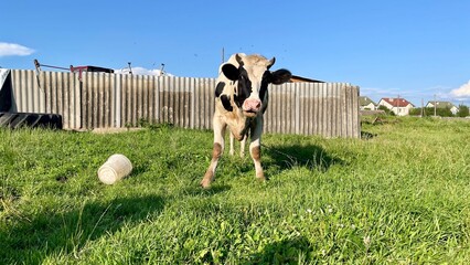 Cow in a grassy field under a clear blue sky © chochoka
