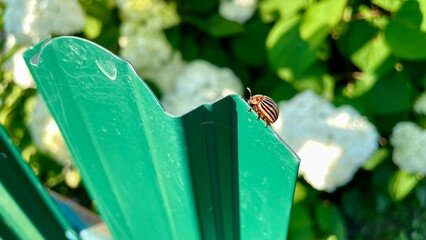 Colorado potato beetle on a green metal surface with white flowers in the background © chochoka