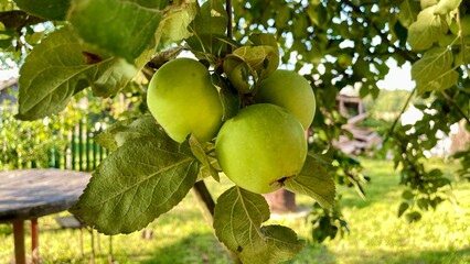 Green Apples Growing on a Tree Branch