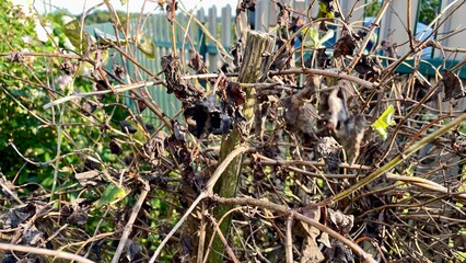 Dried plant with dead leaves and branches in front of wooden fence