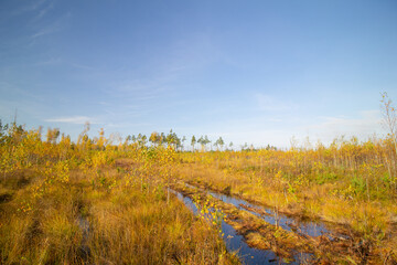 Naklejka premium Road through autumn swamp in golden fall, misty wetland landscape