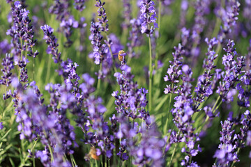 Bee and Lavender
