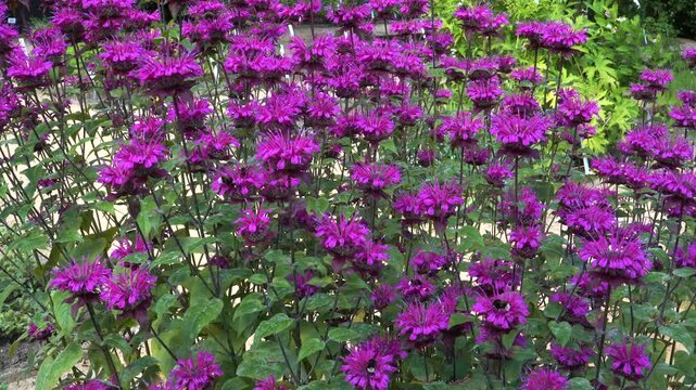 A dense bed of vibrant magenta Scarlet Beebalm (Monarda didyma) blooms in a summer garden. Busy bumblebees fly between the spiky blossoms, collecting nectar.