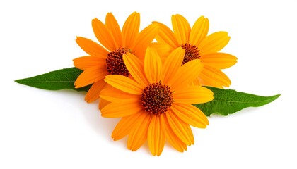 Fototapeta premium Bright orange flowers and leaves