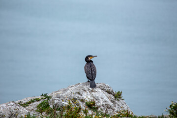 Great Cormorant (Phalacrocorax carbo) widespread along coasts and inland waters across Europe Asia and Africa