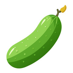 illustration of cucumber