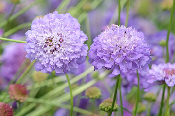 Fototapeta premium Purple and blue Scabiosa atropurpurea, ‘Oxford Blue’, Sweet Scabious in flower.