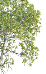 Rhizophora apiculata Tree corner view 4k cutout transparent