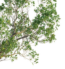 Sonneratia caseolaris Tree corner view 4k cutout transparent Tree corner view cutout transparent background