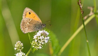 Obraz premium Butterfly on Flower in Meadow (4)