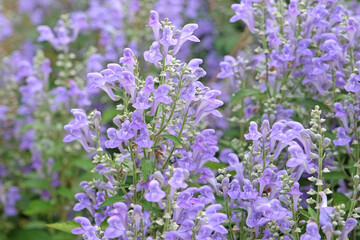 Lilac purple Scutellaria incana, hoary skullcap or downy skullcap, in flower.