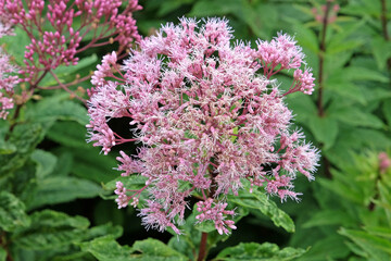 Soft pink Eutrochium maculatum, or Spotted Joe Pye weed, ‘Orchard Dene’ in flower.