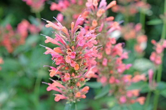Peach and coral pink Agastache &lsquo;Kolibri&rsquo;, giant hyssop in flower.