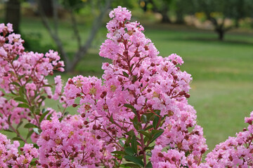 Obraz premium Pink Lagerstroemia indica ‘Eveline’ crepe myrtle in flower.