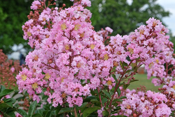 Pink Lagerstroemia indica crepe myrtle in flower.