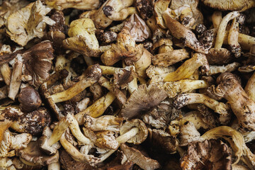 Picked wild edible mushrooms for sell in China