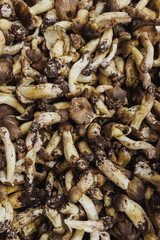 Picked wild edible mushrooms for sell in China