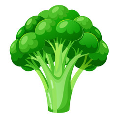 broccoli isolated on white