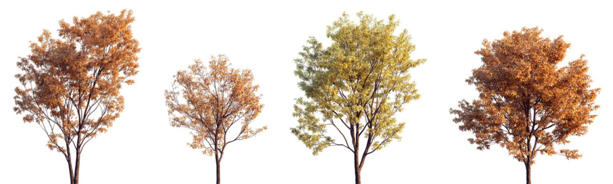 Set of 4 autumn Quercus serrata (commonly known as the jolcham oak) trees isolated png on a transparent background perfectly cutout