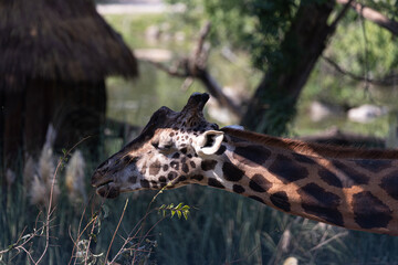 Headshot of a majestic giraffe feeding. The iconic spotted pattern and peaceful expression are in sharp focus against a soft, blurry background with beautiful bokeh.