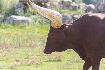 The famous long-horned Watusi bull, a symbol of strength and endurance. A perfect wildlife shot capturing the animal's calm and powerful demeanor.