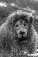 Intense headshot of a male lion looking directly at the camera. A strong vertical composition perfect for concepts of courage, nobility, and raw nature