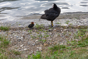 A protective mother coot watches over her young nestling at the water's edge. This image illustrates animal instinct, care, and the bond between parent and child.