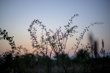 Sunset photographed through plants and dry grass