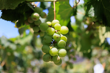 葡萄園ぶどう園ぶどう狩り